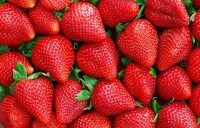 Bez języka dam sezonową pracę w Niemczech od zaraz zbiory truskawek Fuhlendorf